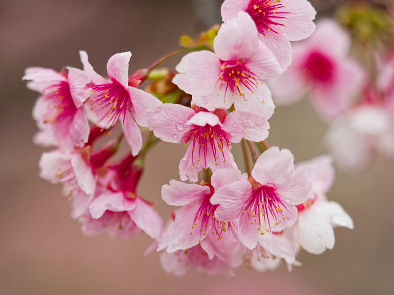 樂活公園-櫻花季-2026 OM 1 ii+OM 40-150mm f2.8