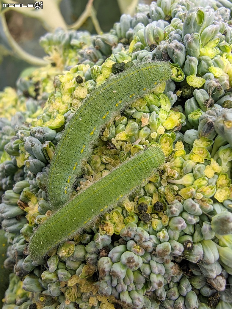 青花菜(花椰菜)開花 台南市仁德區二仁溪堤防旁 02/01