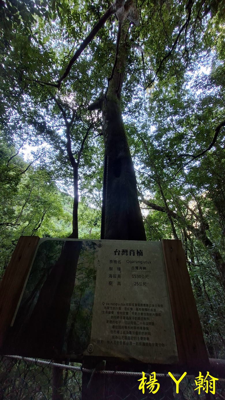 【上帝的部落 - 司馬庫斯】 巨木群歷經颱風後的驚人變化