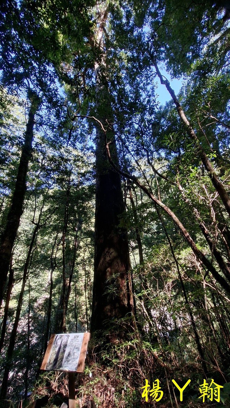【上帝的部落 - 司馬庫斯】 巨木群歷經颱風後的驚人變化