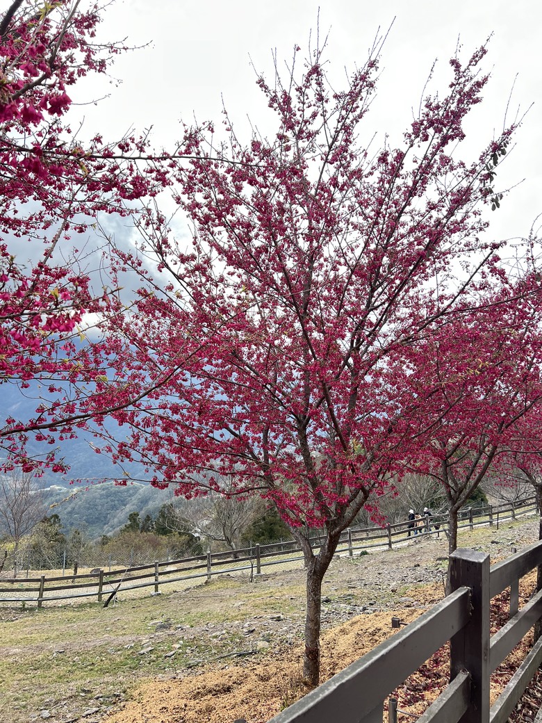 【小惡魔驫到成功】🐎 清境農場利比札馬術秀｜第一次看真的超震撼！