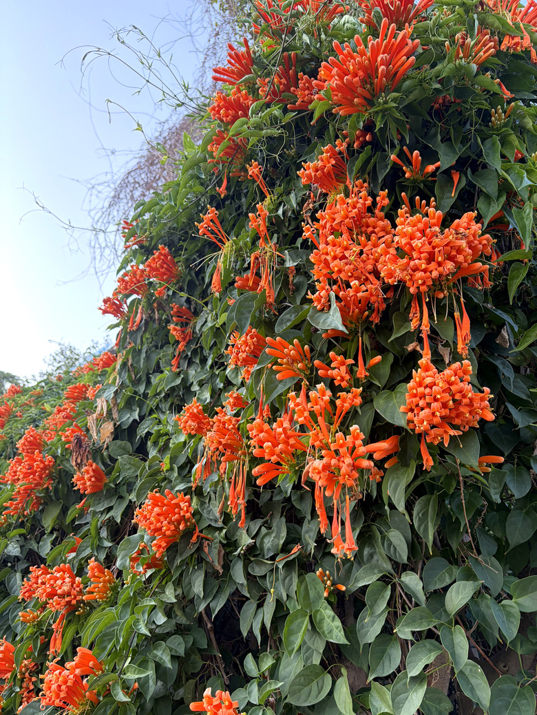 北投三層崎公園 | 春色繽紛的浪漫花海