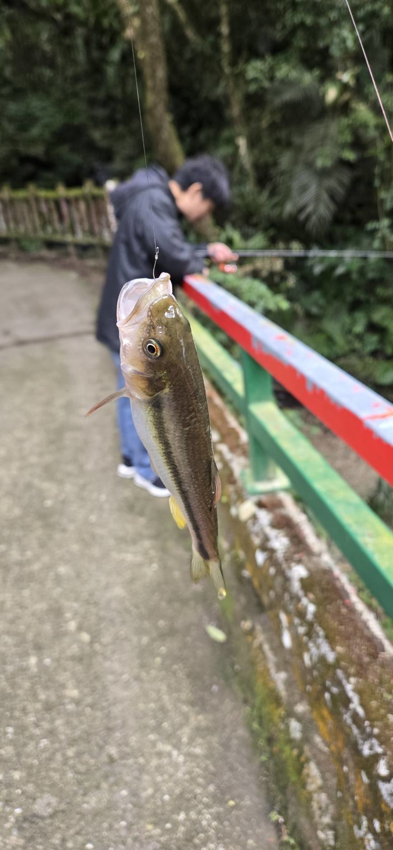 溪遊記-封溪20年野溪解封實測！魚況爆發？真實釣況完整記錄