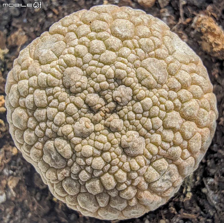 多肉植物 台南市歸仁區七甲花卉區 02/01