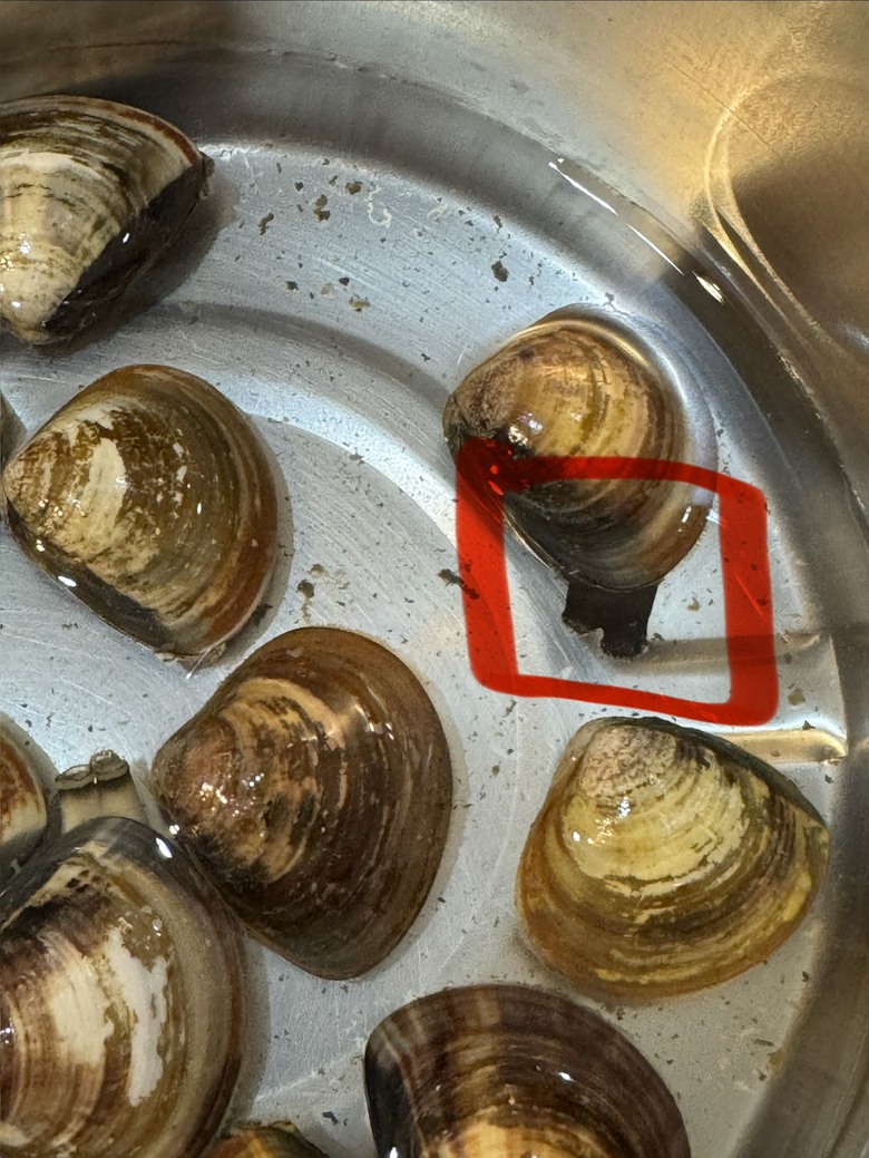 蛤蜊吐沙嘴是全黑的
