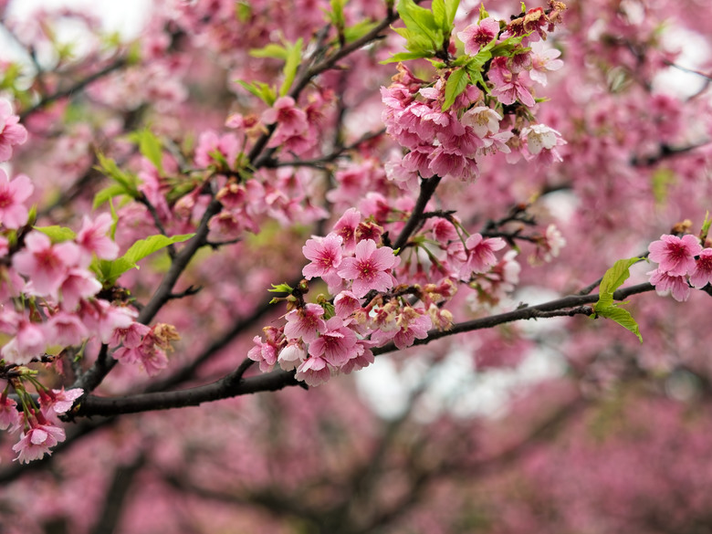 樂活公園-櫻花季-2026 OM 1 ii+OM 40-150mm f2.8