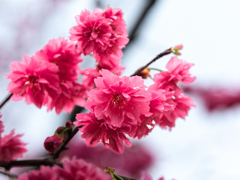 樂活公園-櫻花季-2026 OM 1 ii+OM 40-150mm f2.8