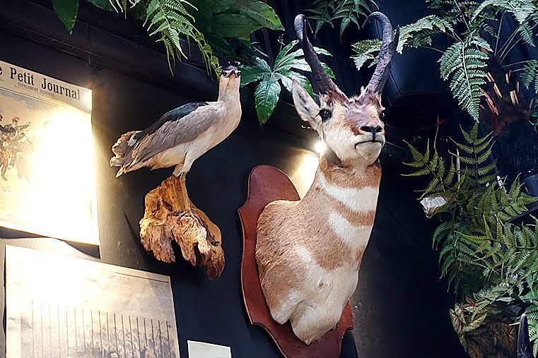 【小惡魔驫到成功】台南中西區丨仰角舶物：栩栩如生的標本博物館