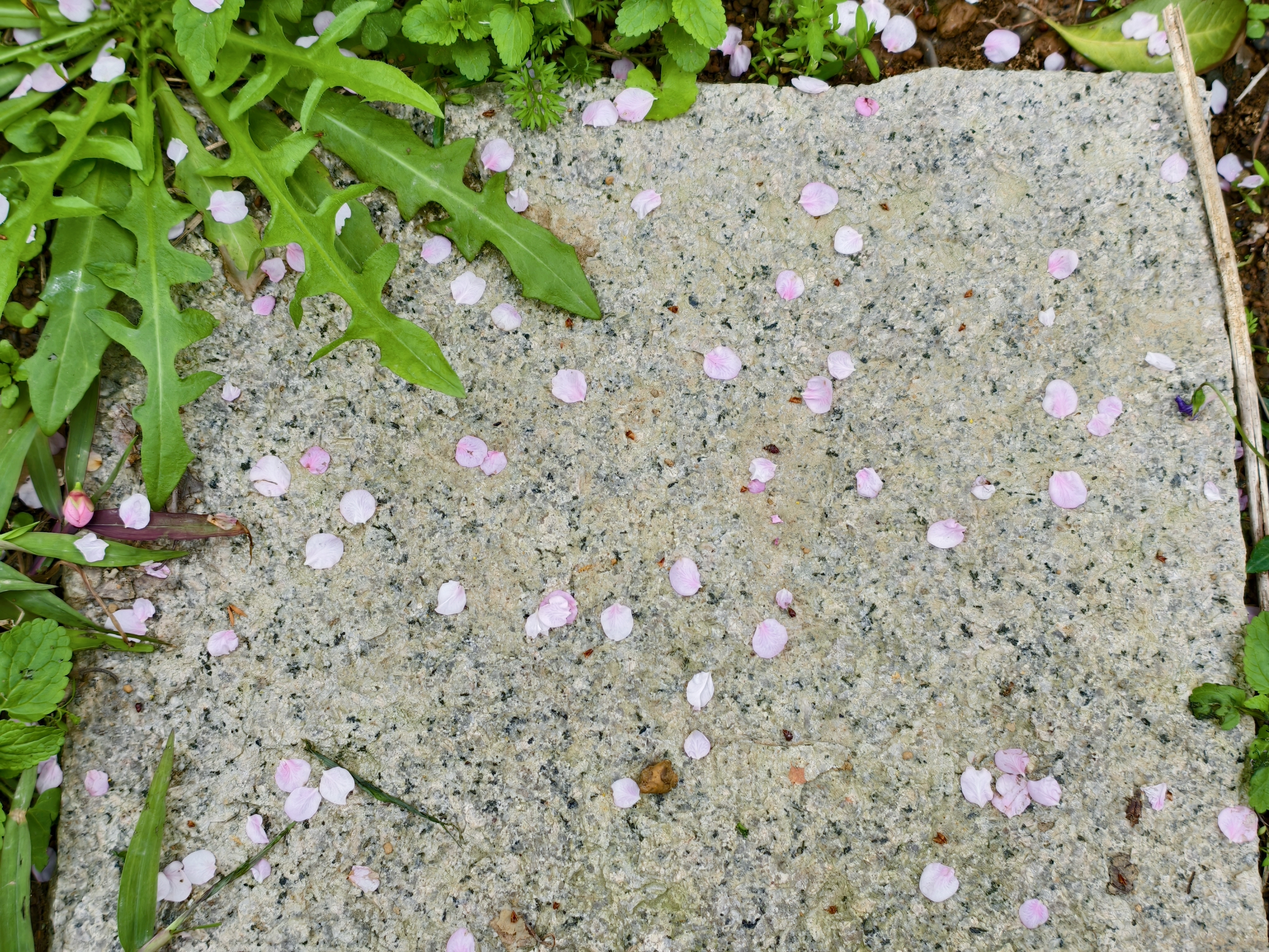 用特休換來的美景，我們的淡水一日遊：天元宮櫻花、匕匕庄紅梅、沙崙海灘