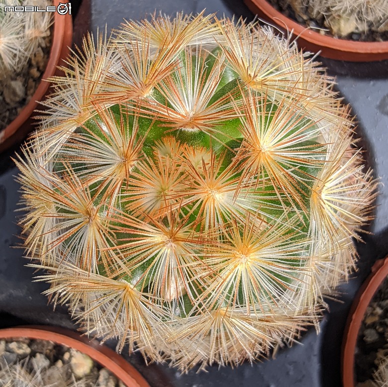 多肉植物 台南市歸仁區七甲花卉區 02/01