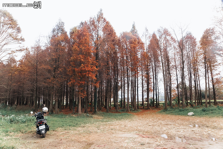 駕著新年式Mercedes-Benz EQA 250+走訪落羽松景點｜配備到位的優質代步車人選！