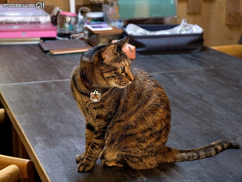 【小惡魔驫到成功】黃金海岸、漁光島、原臺灣總督府專賣局臺南支局鹽埕分室，到漫漫弄吸貓 — 2026年新年走春 第三站