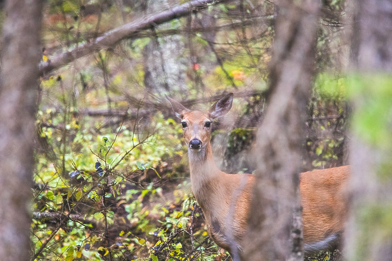 一個人一台車一路向北直到世界的盡頭 – 兩個月的公路露營旅行 – EP 9 – 最後贏的，永遠是土地 | 冰刻其形，火仍在燃，山靜靜站著