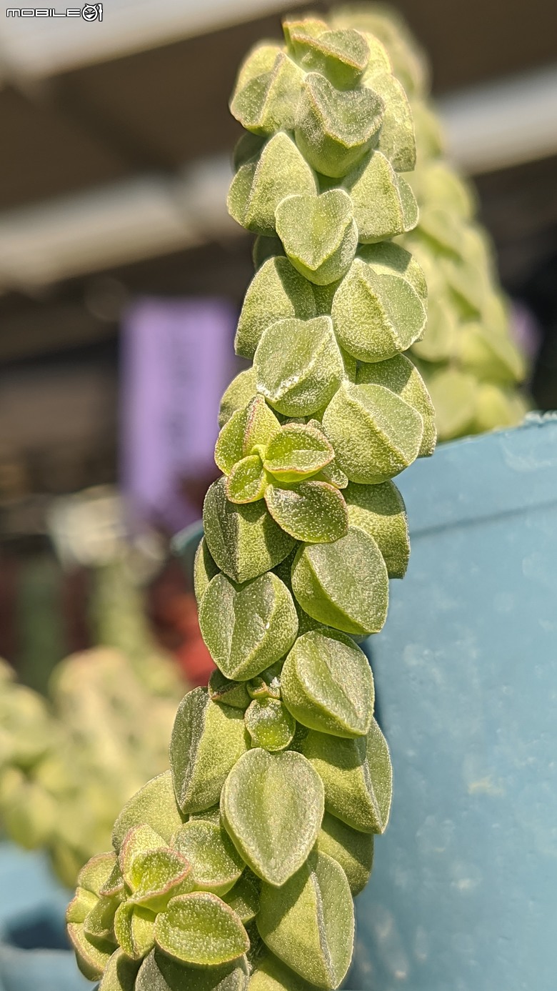 多肉植物 台南市歸仁區七甲花卉區 02/01