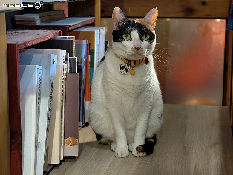 【小惡魔驫到成功】黃金海岸、漁光島、原臺灣總督府專賣局臺南支局鹽埕分室，到漫漫弄吸貓 — 2026年新年走春 第三站