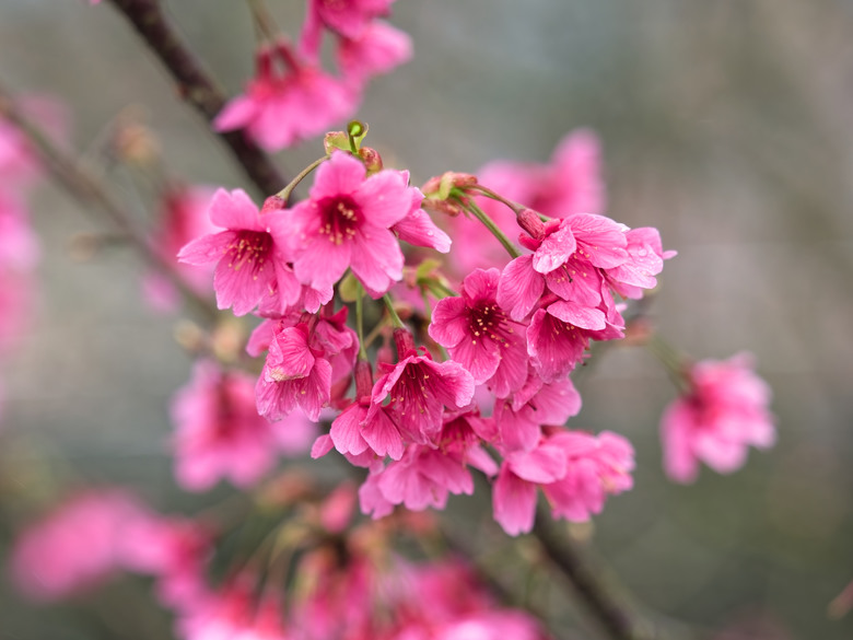 樂活公園-櫻花季-2026 OM 1 ii+OM 40-150mm f2.8