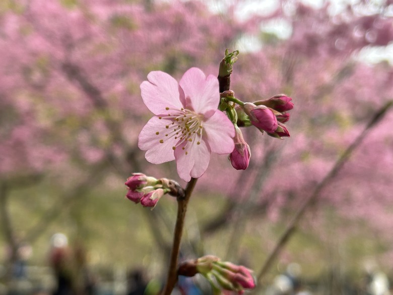 全台最早櫻花季「寶山二集團公園」健行