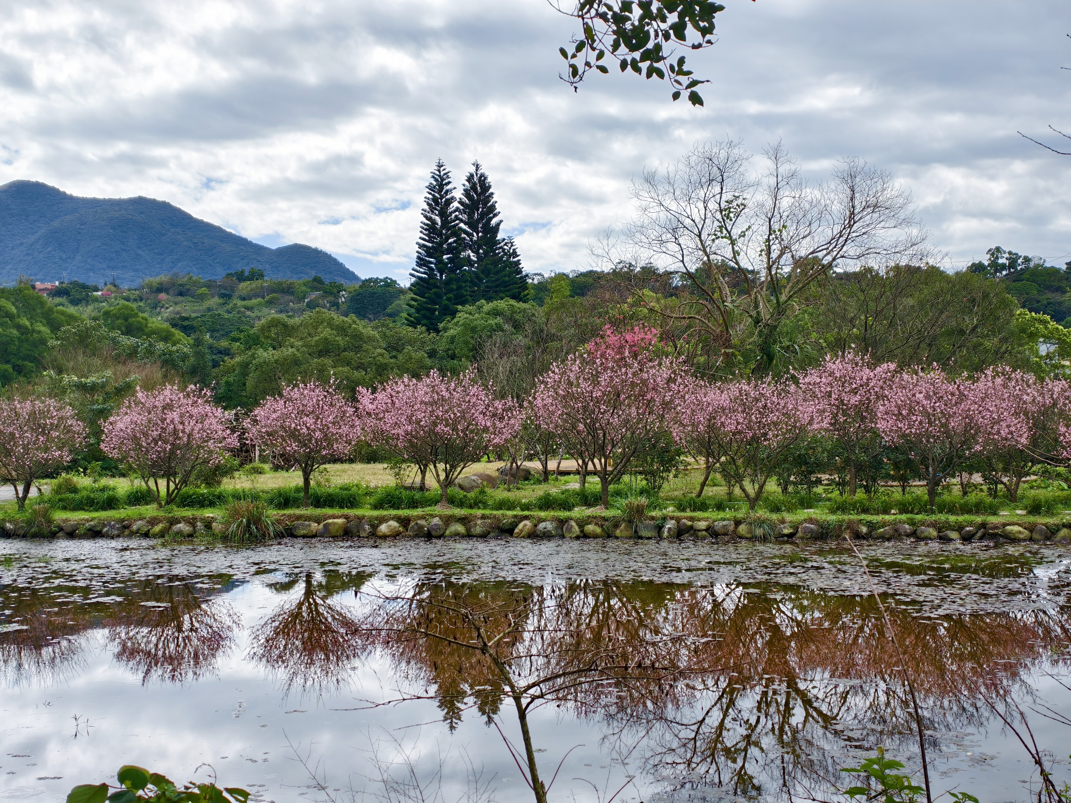 用特休換來的美景，我們的淡水一日遊：天元宮櫻花、匕匕庄紅梅、沙崙海灘