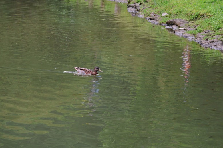 【遊記】一座以「國花」命名的湖泊，先人真的很有想像力，梅花湖 - 大漠國渡