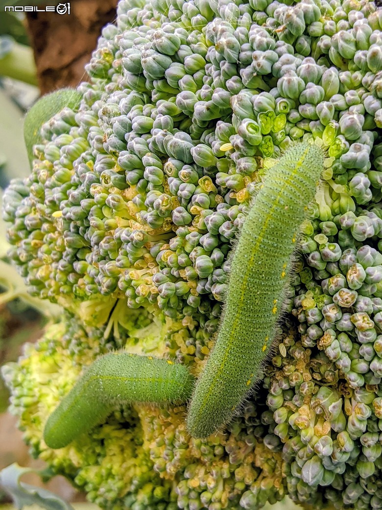 青花菜(花椰菜)開花 台南市仁德區二仁溪堤防旁 02/01