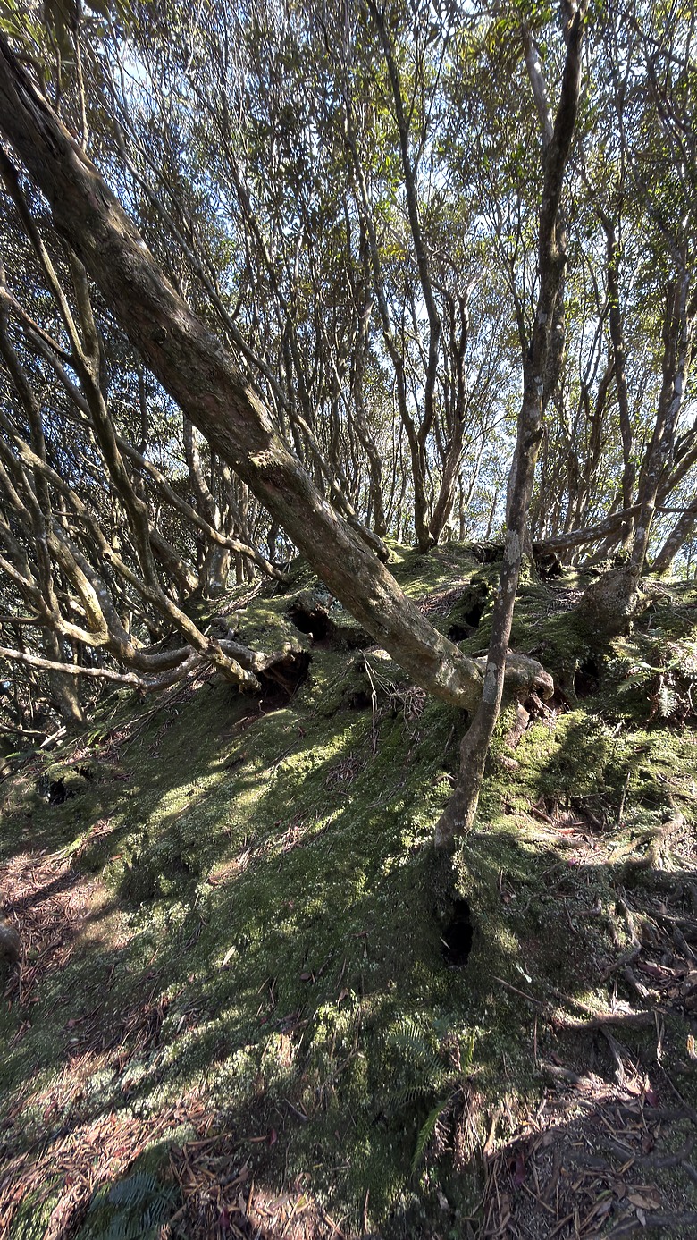 志繼山・東眼山・拉卡山 O 型縱走觀察紀錄 l ZEISS SFL 10x30 雙筒望遠鏡
