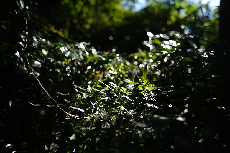 Fuji XF16mmF1.4 遠拍近看迎新春