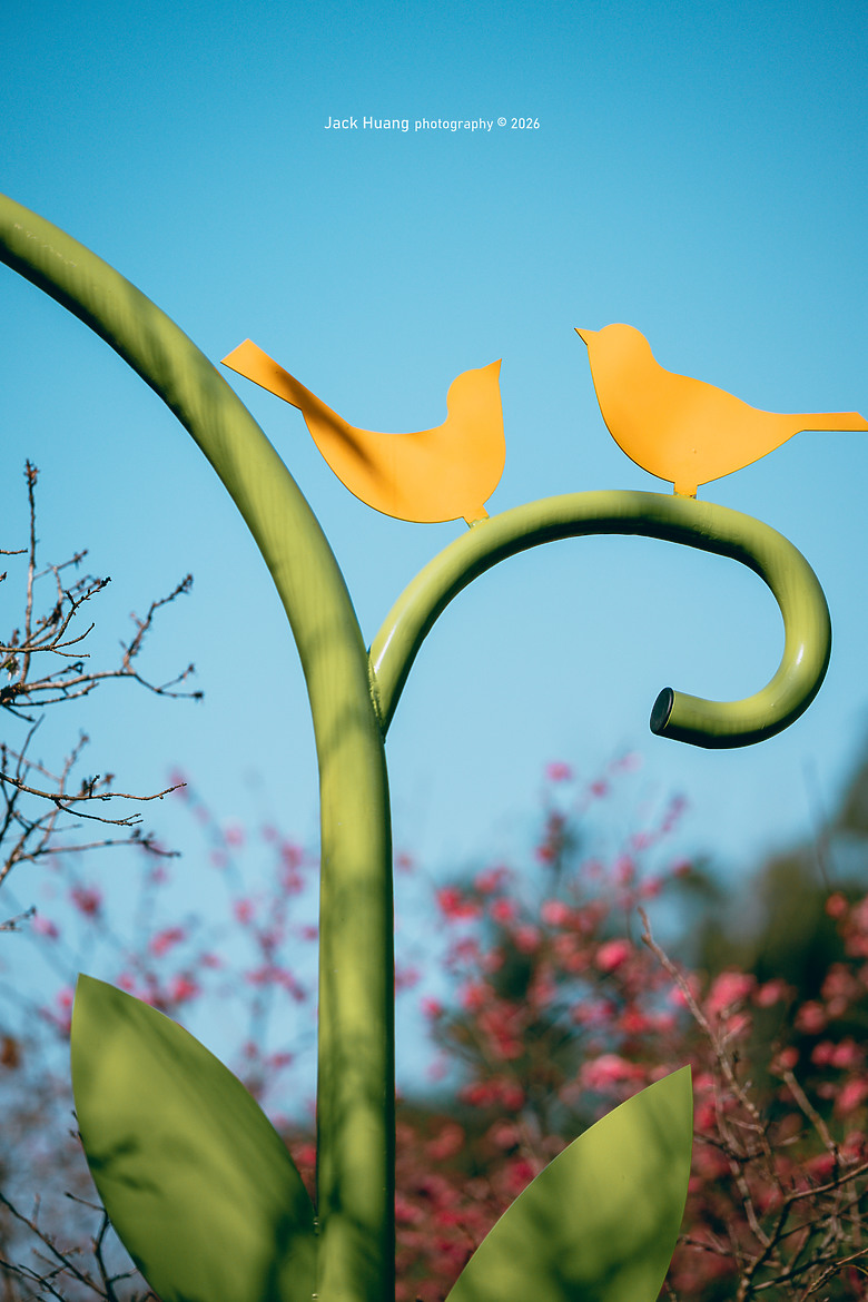 城市裡的櫻花 ZR首拍