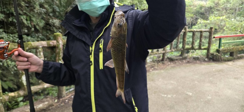 溪遊記-封溪20年野溪解封實測！魚況爆發？真實釣況完整記錄