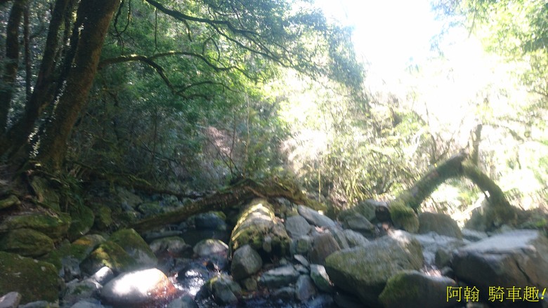 【上帝的部落 - 司馬庫斯】 巨木群歷經颱風後的驚人變化