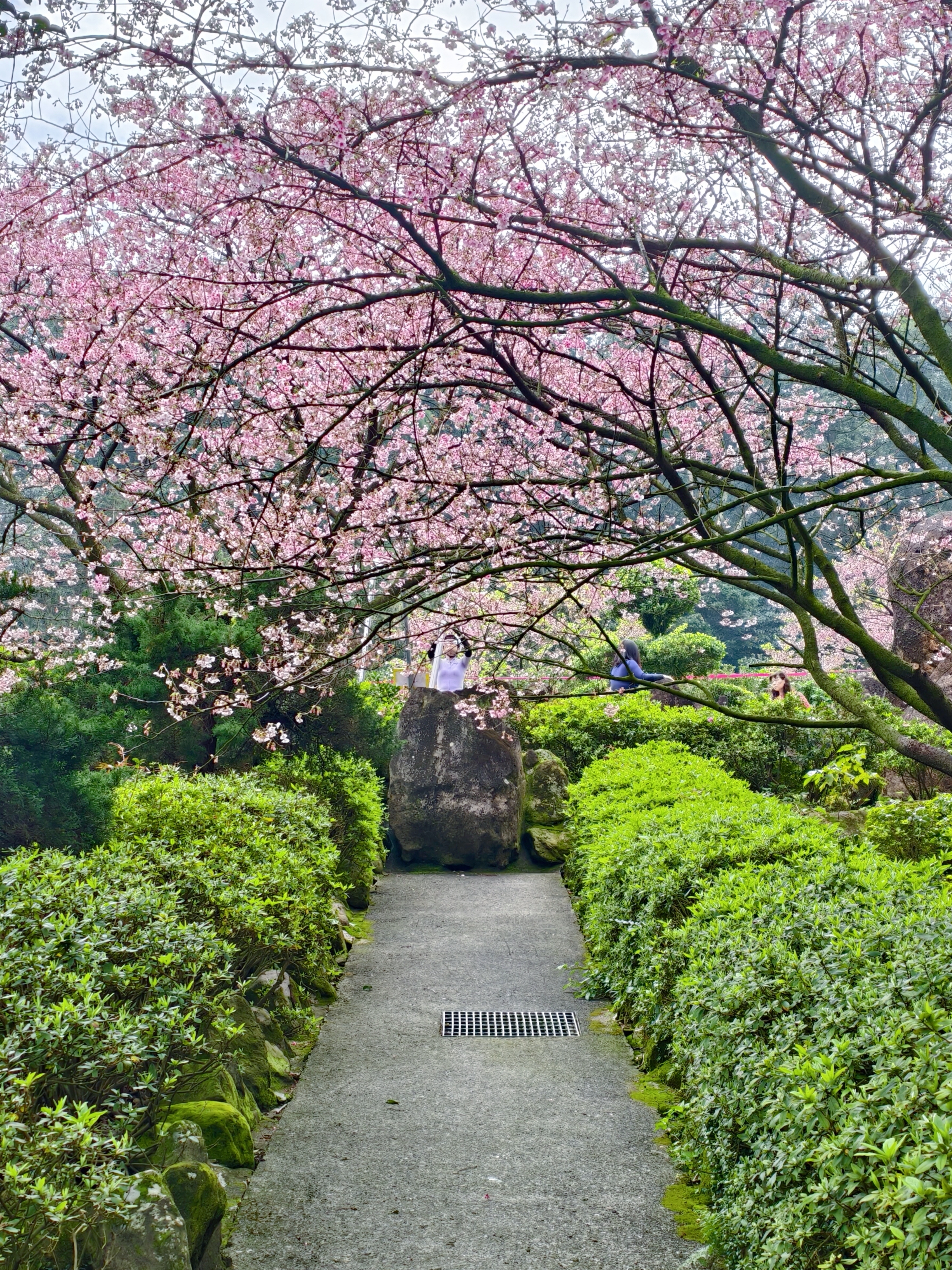 用特休換來的美景，我們的淡水一日遊：天元宮櫻花、匕匕庄紅梅、沙崙海灘