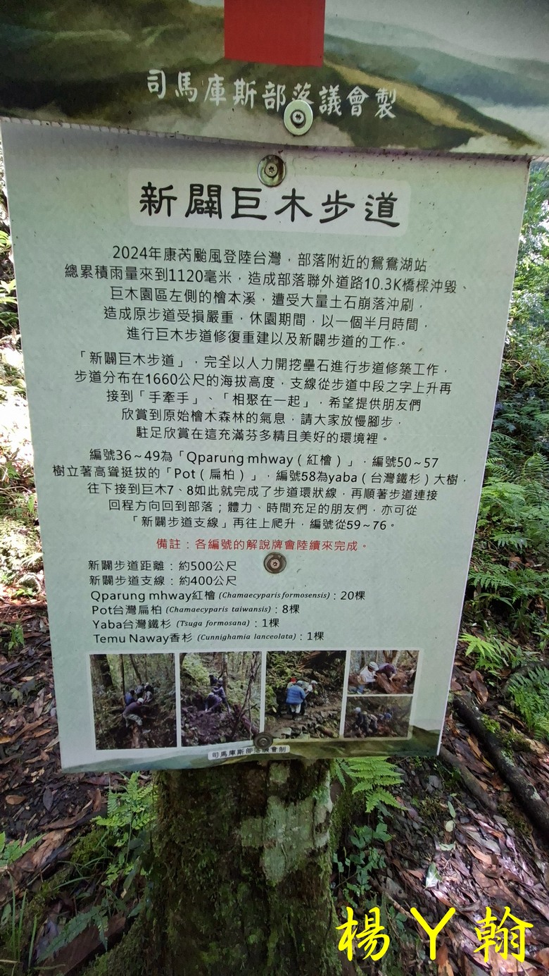 【上帝的部落 - 司馬庫斯】 巨木群歷經颱風後的驚人變化