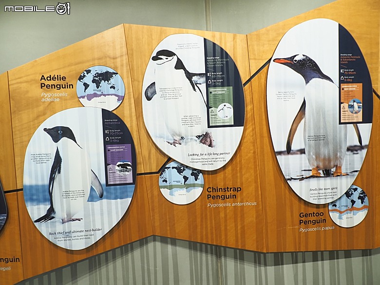 墨爾本近郊之菲利普島(Phillip Island)企鵝歸巢(Penguin Parade)、普芬比利鐵路(Puffing Billy)古董蒸汽火車，附掛旅途中的用餐與沿路風景 — 2026東澳洲四大城巡遊之墨爾本段 第1部