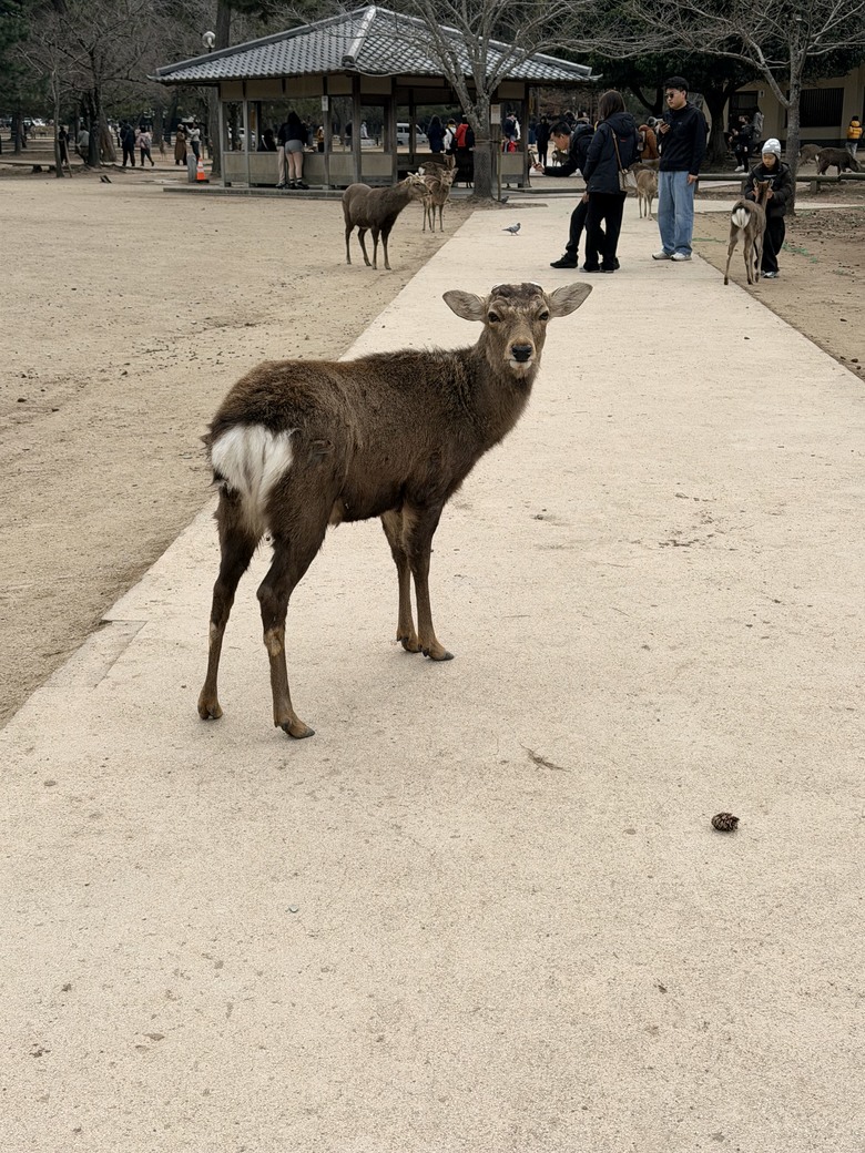 「開箱」春節大阪自由行之GUCCI & BALENCIAGA