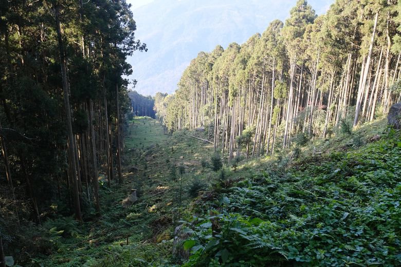 【油羅山】一座可以治癒人心靈的山 | 新竹羅山林道