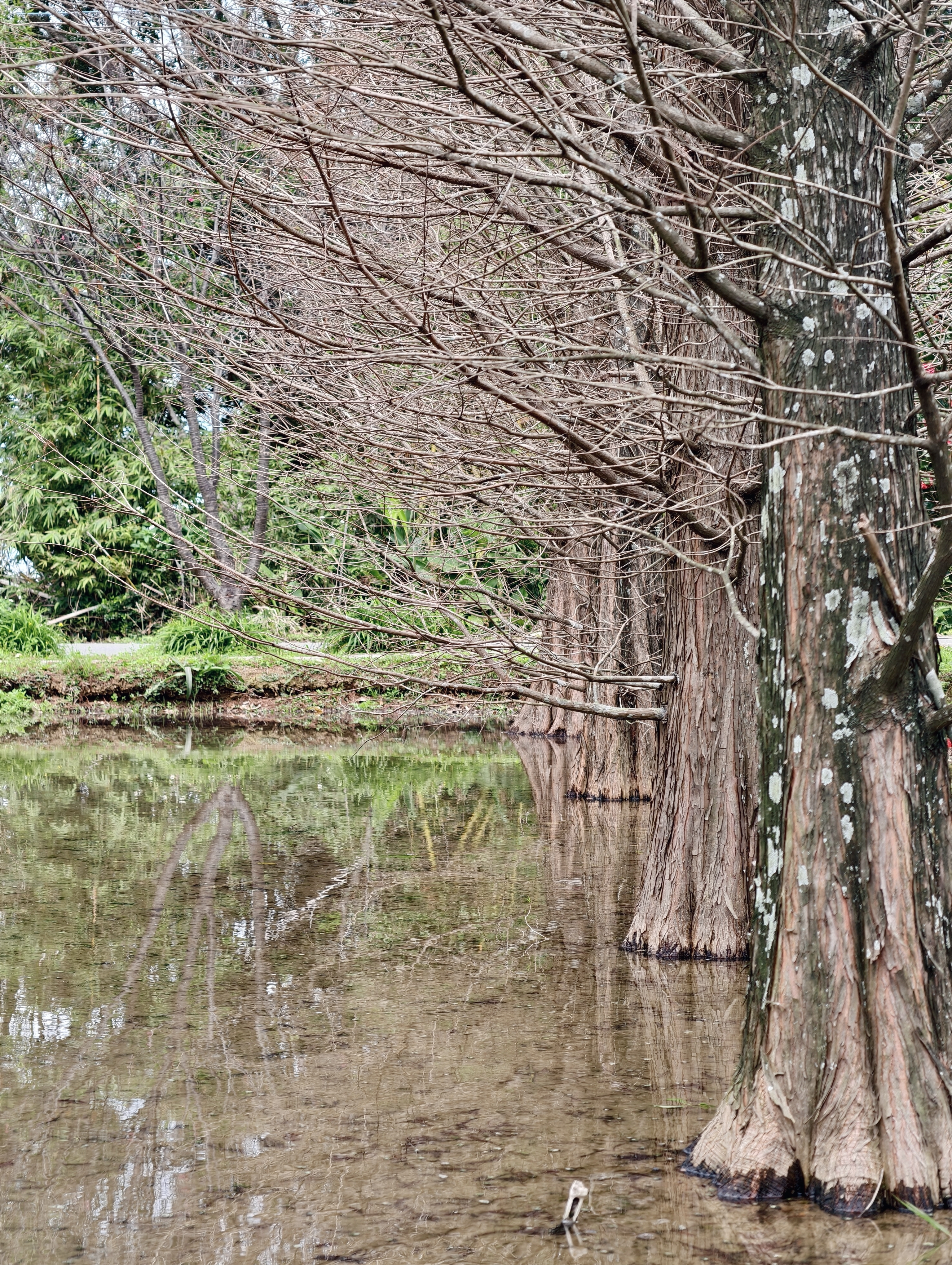 用特休換來的美景，我們的淡水一日遊：天元宮櫻花、匕匕庄紅梅、沙崙海灘