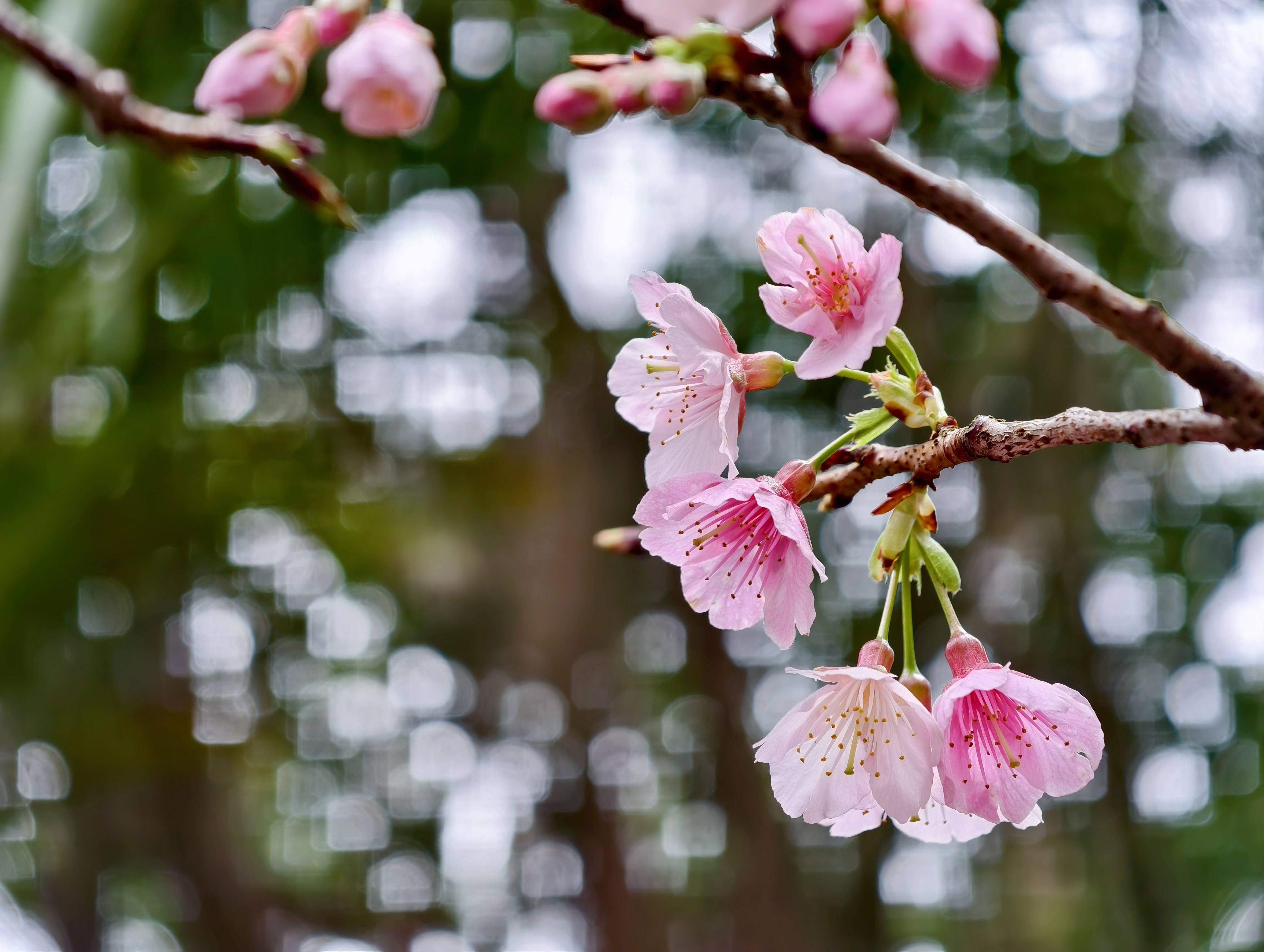 用特休換來的美景，我們的淡水一日遊：天元宮櫻花、匕匕庄紅梅、沙崙海灘