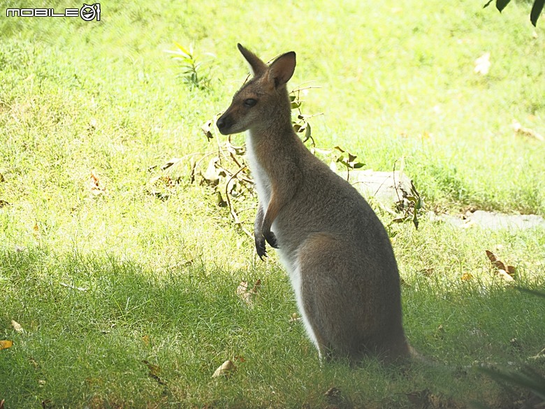 黃金海岸之庫倫濱野生動物園 (Currumbin Wildlife Sanctuary)、伯利角沙灘 (Burleigh Beach Cove)、大嘴鳥餵食秀(Pelican Feeding),附掛澳式炸魚餐與越南河粉料理 — 2026東澳洲四大城巡遊之黃金海岸段 第1部