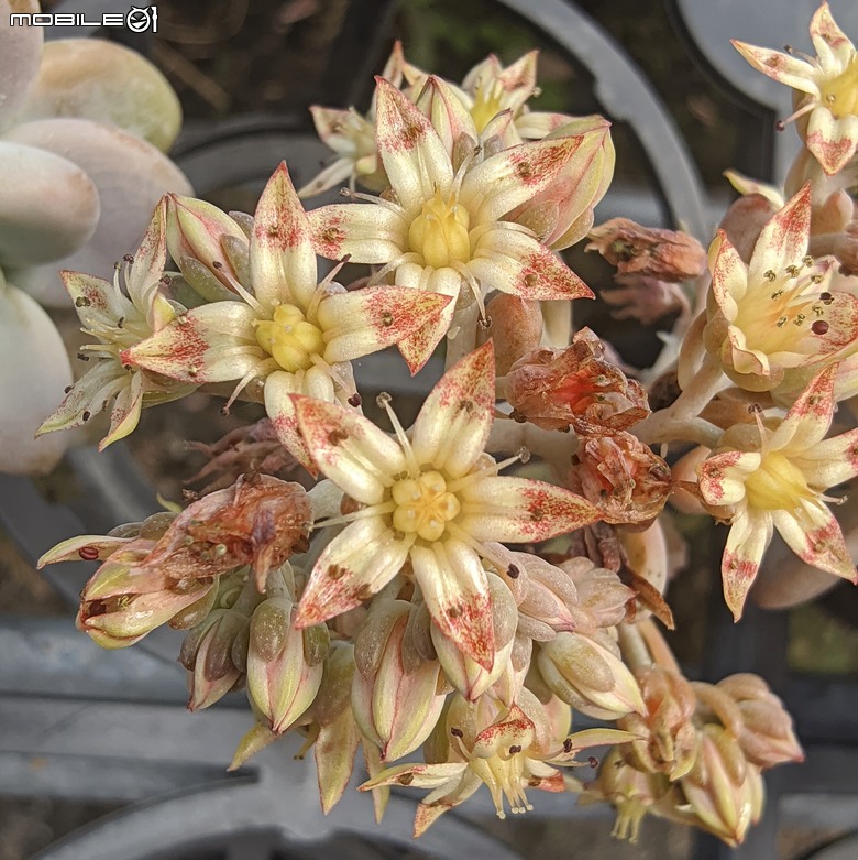 多肉植物開花 台南市歸仁區七甲花卉區 03/01