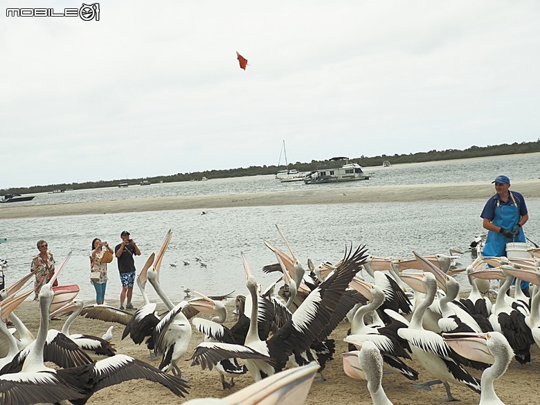 黃金海岸之庫倫濱野生動物園 (Currumbin Wildlife Sanctuary)、伯利角沙灘 (Burleigh Beach Cove)、大嘴鳥餵食秀(Pelican Feeding),附掛澳式炸魚餐與越南河粉料理 — 2026東澳洲四大城巡遊之黃金海岸段 第1部