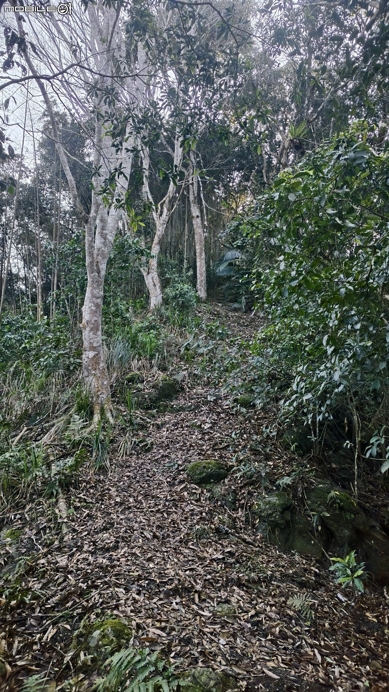 新竹冷門登山路線 | 滿滿竹林 |鬼澤山