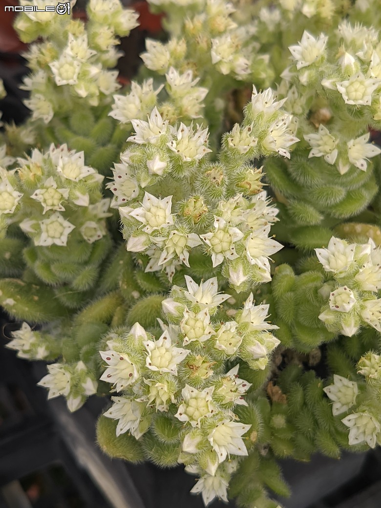多肉植物開花 台南市歸仁區七甲花卉區 03/01