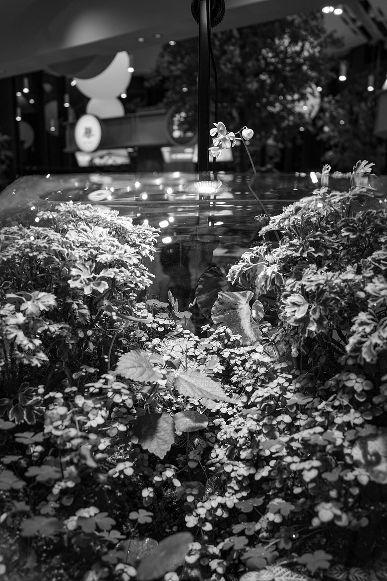 點我看大圖 GR IV Monochrome 開箱文 有捨,才有得