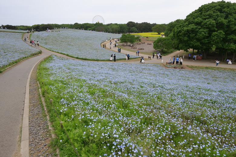 国営ひたち海浜公園 足利花卉公園 一日雙園行