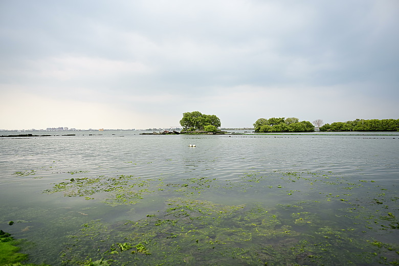 馬小路Marsace SV-35 Pro雲台到處開箱，記錄了東港溪鴻雁、斑點鶇、白琵與黑琵、翻石鷸、灰斑鴴、金斑鴴、中杓鷸、綠簑鷺、小彎嘴及紅嘴黑鵯。