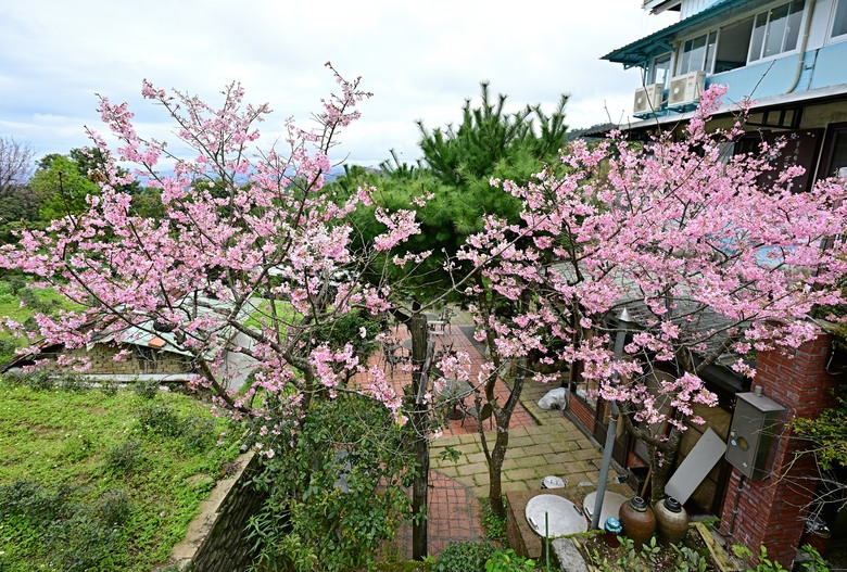 2026 台北大縱走第七段：櫻花魯冰花，山林裡的呼吸法