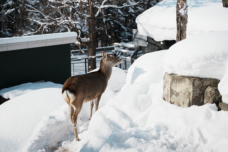 2026 北海道12天小蜜月 (中)『美瑛 & 旭川自駕遊』