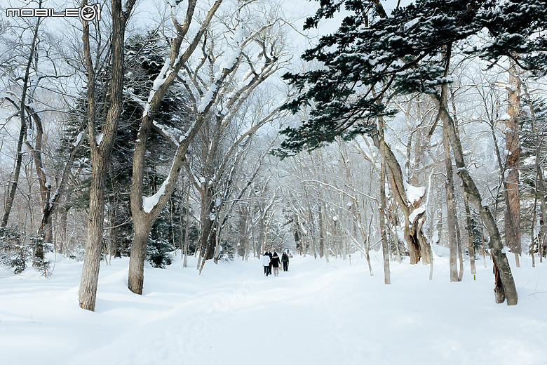 徠卡SL2s北陸冬戀--戶隱之森篇