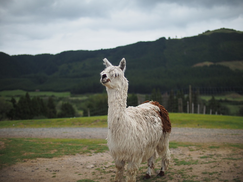 M43散景之瞳－Speedmaster 25mm f0.95 with EM10-iii 紐西蘭哈比屯開箱
