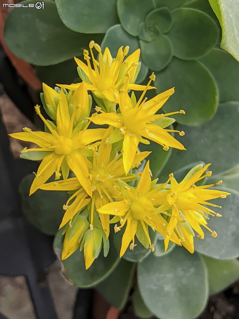 多肉植物開花 台南市歸仁區七甲花卉區 03/01