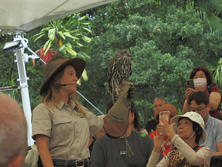 黃金海岸之庫倫濱野生動物園 (Currumbin Wildlife Sanctuary)、伯利角沙灘 (Burleigh Beach Cove)、大嘴鳥餵食秀(Pelican Feeding),附掛澳式炸魚餐與越南河粉料理 — 2026東澳洲四大城巡遊之黃金海岸段 第1部